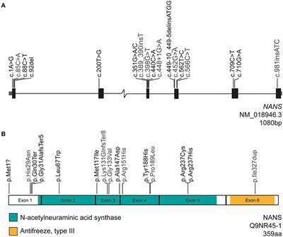 NANS-CDG: Delineation of the Genetic, Biochemical, and Clinical Spectrum